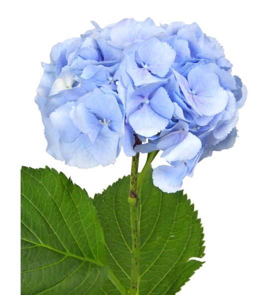 Hydr verena azul 65 - HYDVERAZU