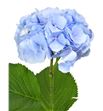 Hydr verena azul 65 - HYDVERAZU
