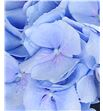 Hydr verena azul 65 - HYDVERAZU1
