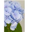 Hydr verena azul 65 - HYDVERAZU2
