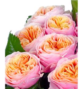 Rosa hol vuvuzela 60 - RGRVUV