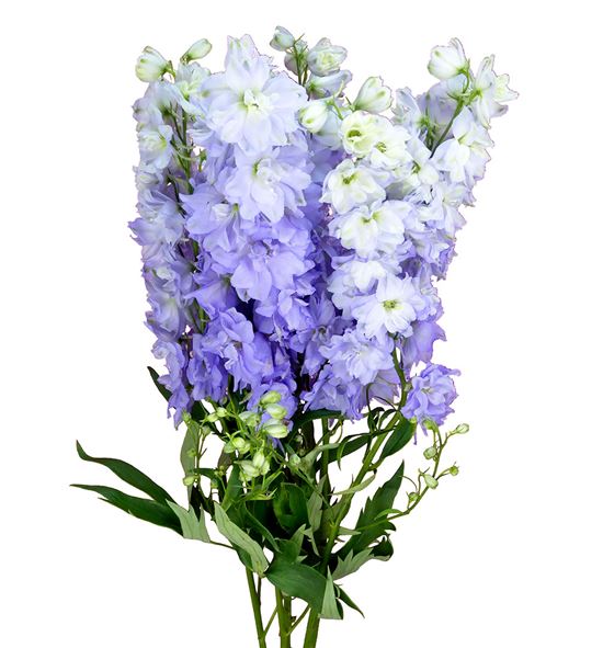 Delphinium dewi impressive 80 - DELDEWIMP