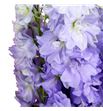 Delphinium dewi impressive 80 - DELDEWIMP1