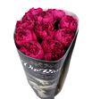 Rosa raspberry elegance 50 - RGRRASELE
