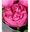 Rosa raspberry elegance 50 - RGRRASELE2