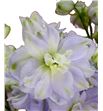 Delphinium dewi impressive 70 - DELDEWIMP2