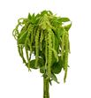 Amaranthus viridis 80 - AMAVIR