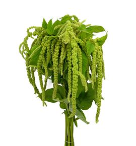 Amaranthus viridis 85 - AMAVIR