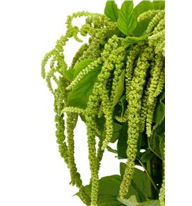 Amaranthus viridis 85 - AMAVIR