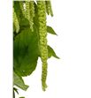 Amaranthus viridis 85 - AMAVIR2
