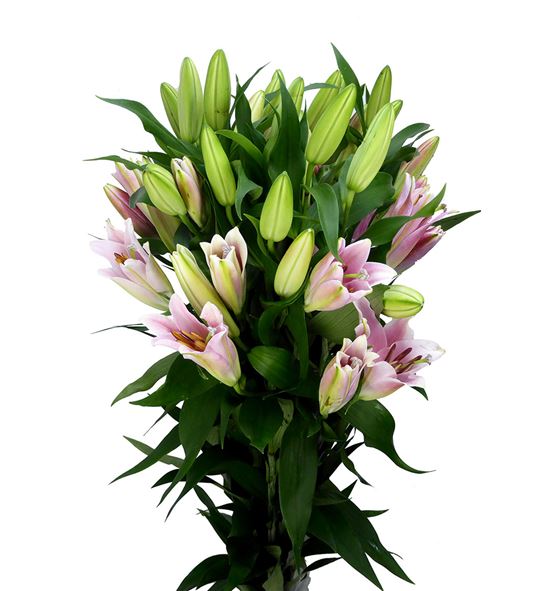 Lilium oriental hol labrador 95 - LOHLAB