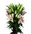 Lilium oriental hol labrador 95 - LOHLAB