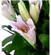 Lilium oriental hol labrador 95 - LOHLAB1
