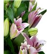 Lilium oriental hol labrador 95 - LOHLAB2