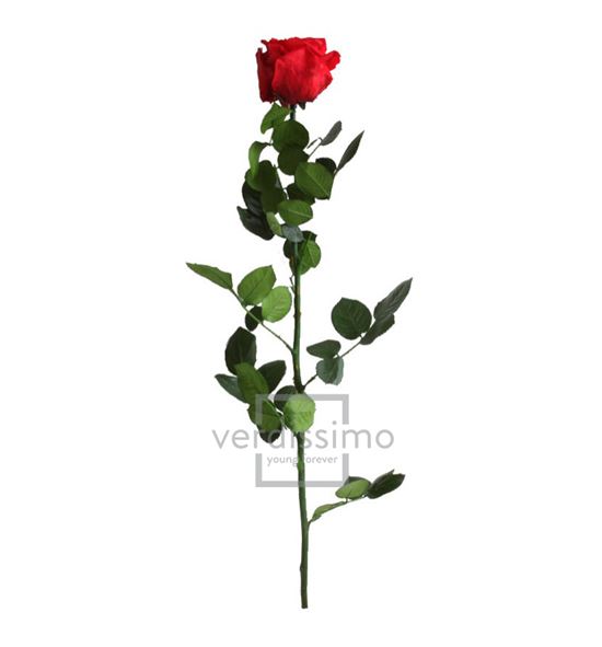 Rosa amorosa preservada granel prz/3200 - PRZ3200-03-ROSA-TALLO-STANDARD