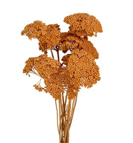 Achilea seca coral - ACHSECCOR