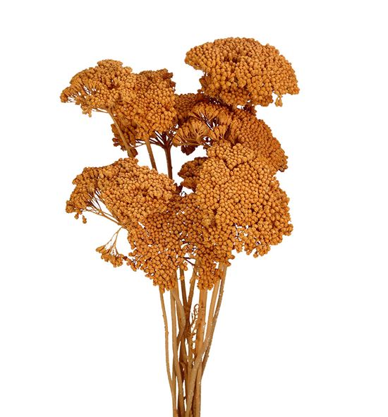 Achilea seca coral - ACHSECCOR