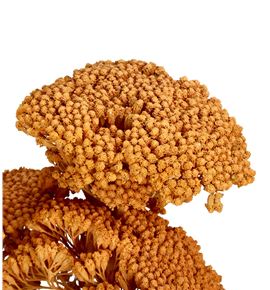 Achilea seca coral - ACHSECCOR