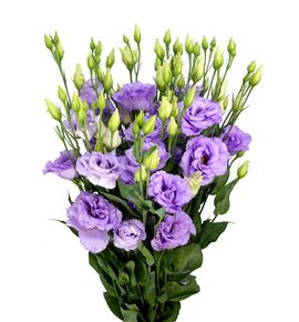 Lisianthus corelli lavender 70 - LISCORLAV