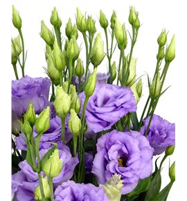 Lisianthus corelli lavender 70 - LISCORLAV