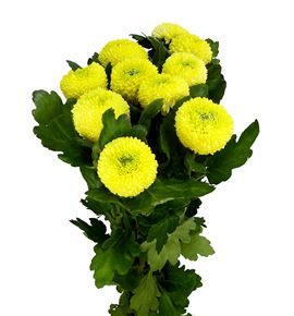 Cr ping pong sunny 75 - CRGPINPONSUN