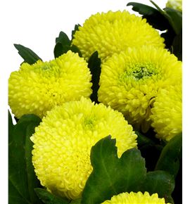 Cr ping pong sunny 75 - CRGPINPONSUN