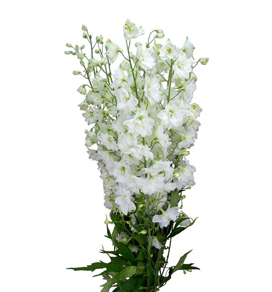 Delphinium ariel white 70 - DELARIWHI