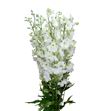 Delphinium ariel white 70 - DELARIWHI