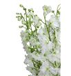 Delphinium ariel white 70 - DELARIWHI1