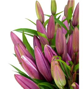Lilium oriental hol dalian 95 - LOHDAL