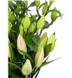 Lilium oriental hol tarrango 100 - LOHTAR1