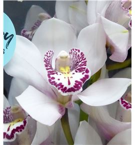 Cymbidium avalanche x6 - CYMBAVA2