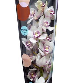 Cymbidium avalanche x6 - CYMBAVA2 Cymbidium avalanche x6 - CYMBAVA2