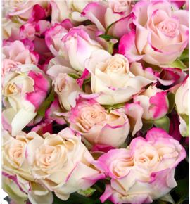 Rs ramificada reflex 60 - RTRREF