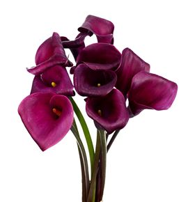 Cala sumatra 60 - ZANSUM