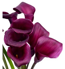 Cala sumatra 60 - ZANSUM