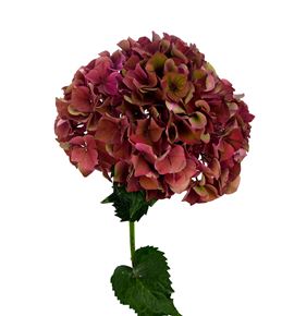 Hydr mag pink ruby classic 60 - HYDMAGPINRUB (2)