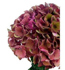 Hydr mag pink ruby classic 60 - HYDMAGPINRUB (2)