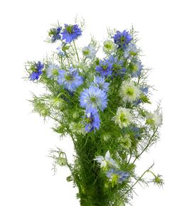 Nigella azul 75 - NIGAZU