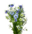 Nigella azul 75 - NIGAZU