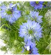 Nigella azul 75 - NIGAZU1