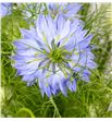 Nigella azul 75 - NIGAZU2