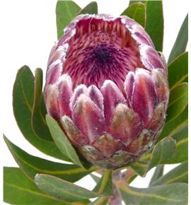 Protea pink ice 50 - PROICEPIN