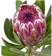Protea pink ice 50 - PROICEPIN1