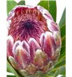 Protea pink ice 50 - PROICEPIN2