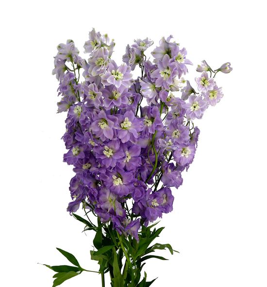Delphinium dewi pink floyd 90 - DELDEWPINFLO