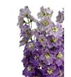 Delphinium dewi pink floyd 90 - DELDEWPINFLO1