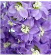 Delphinium dewi pink floyd 90 - DELDEWPINFLO2
