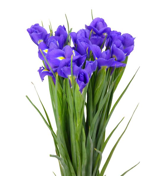 Iris blue magic 62 - IRIBLUMAG