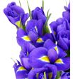 Iris blue magic 62 - IRIBLUMAG1